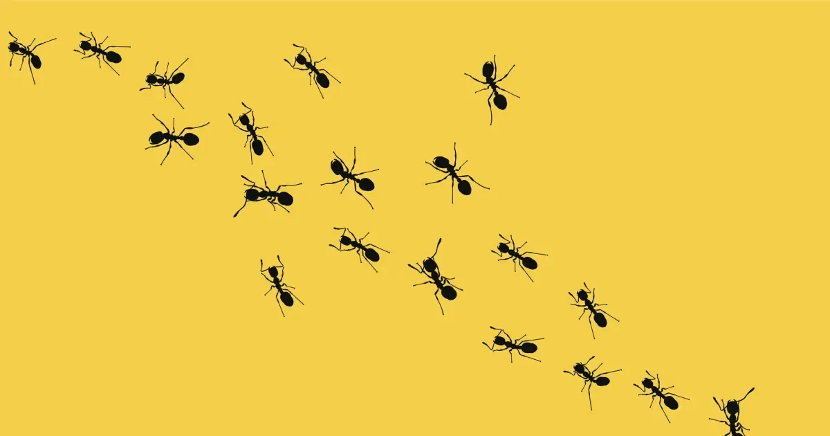 NBC News social preview illustrating a Facebook group whose members pretend to be ants